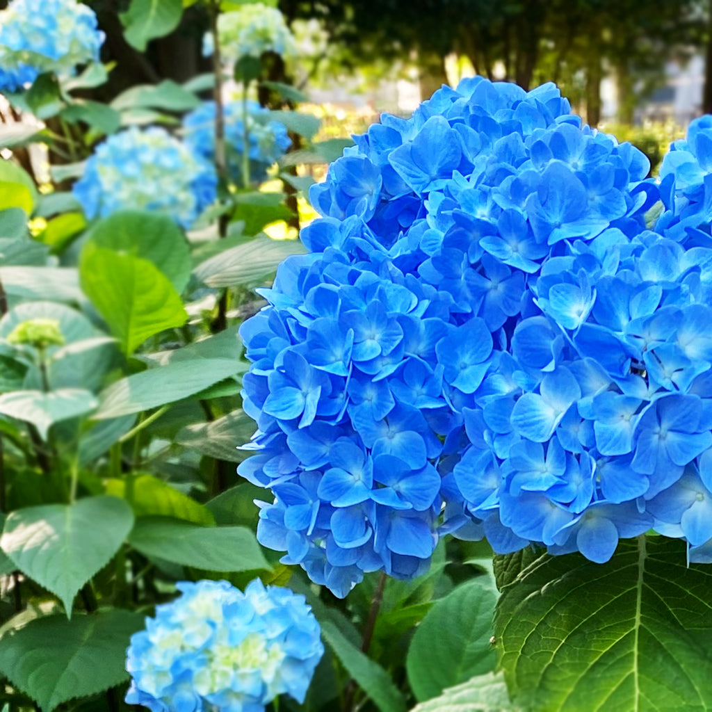 6月は紫陽花の季節