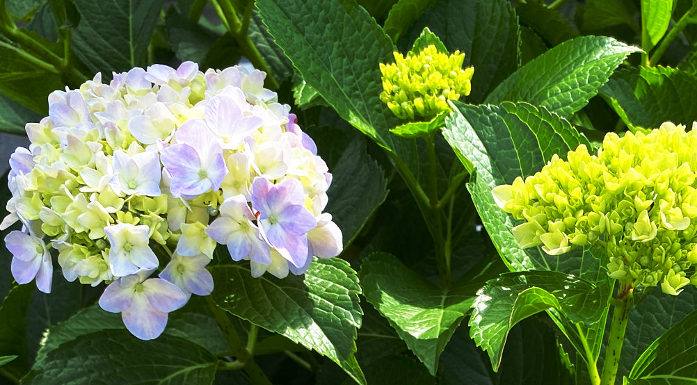 紫陽花イベント最終週を迎えます